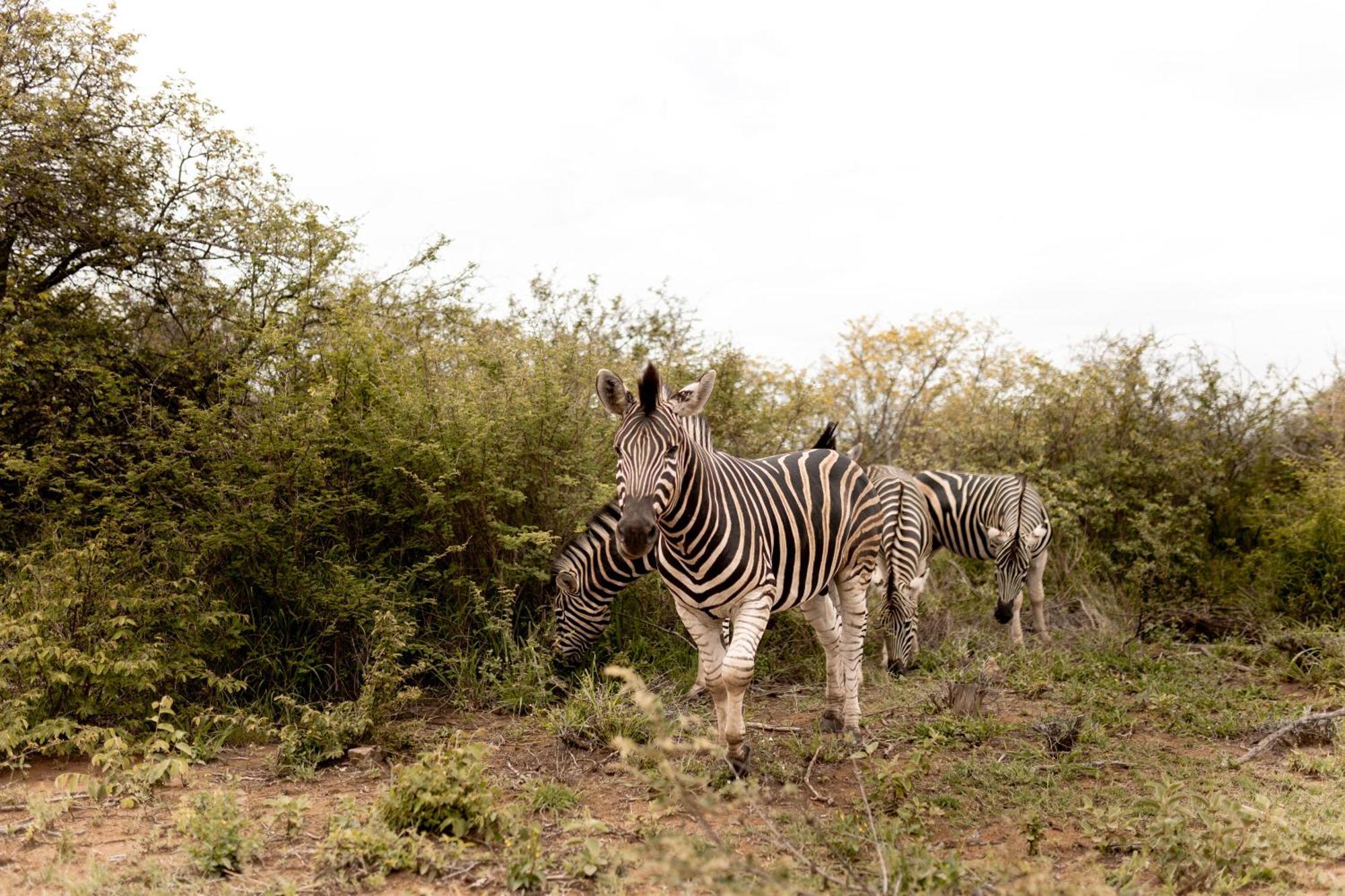 Little Kubu Lodge Hoedspruit Exteriör bild